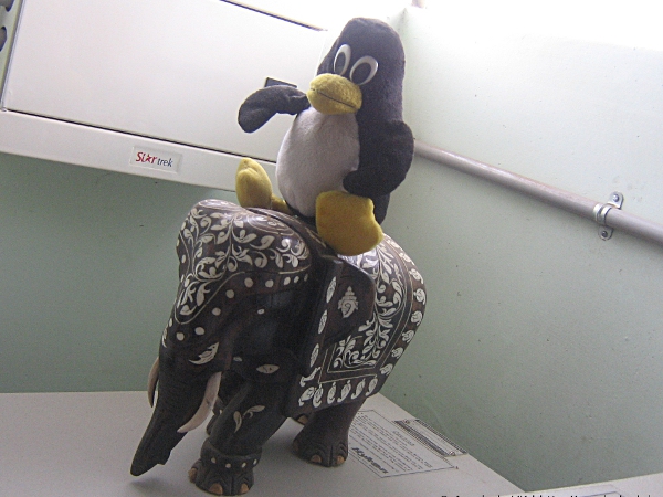 Penguin in Shashi office