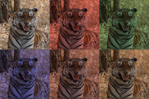 Tinted Tiger